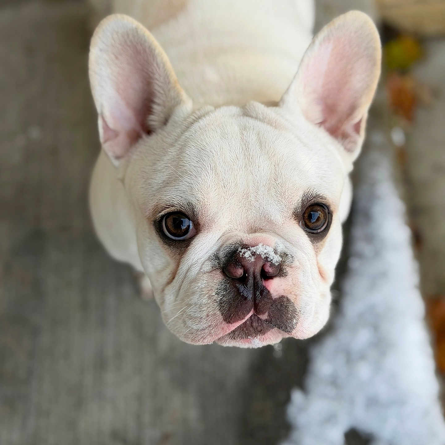Loki joined the competition — help win amazing prizes! adorable, animal, background_blur, canine, close_up, concrete, cute, dog, ears, eyes, french_bulldog, looking_up, nose, outdoor, pet, portrait, snow, white_dog, winter, wrinkles