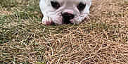 Loki is registered to the contest to win money with this photo: dog, puppy, french_bulldog, white_dog, ears, grass, dry_grass, outdoor, pet, animal, face, cute, lying_down, closeup, young_dog, nature, suburban, house, fence, curious