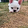 dog, puppy, french_bulldog, white_dog, ears, grass, dry_grass, outdoor, pet, animal, face, cute, lying_down, closeup, young_dog, nature, suburban, house, fence, curious