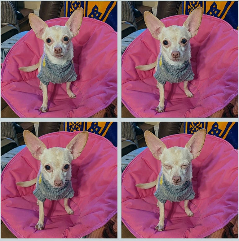 Carmela is registered to the contest to win money with this photo: blue, carnivore, companion_dog, dishware, dog, dog_breed, dog_supply, fawn, font, green, magenta, mammal, pattern, photograph, pink, product, sleeve, snapshot, snout, vertebrate