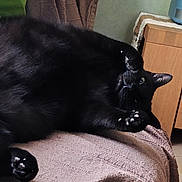 Halloween a rejoint le concours — aidez-le/la à gagner de superbes lots ! black_cat, cat, feline, pet, animal, lying_down, lounging, upside_down, paws, claws, whiskers, green_eyes, black_fur, shiny_fur, indoor, chair, cushion, blanket, home, relaxed