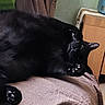 black_cat, cat, feline, pet, animal, lying_down, lounging, upside_down, paws, claws, whiskers, green_eyes, black_fur, shiny_fur, indoor, chair, cushion, blanket, home, relaxed