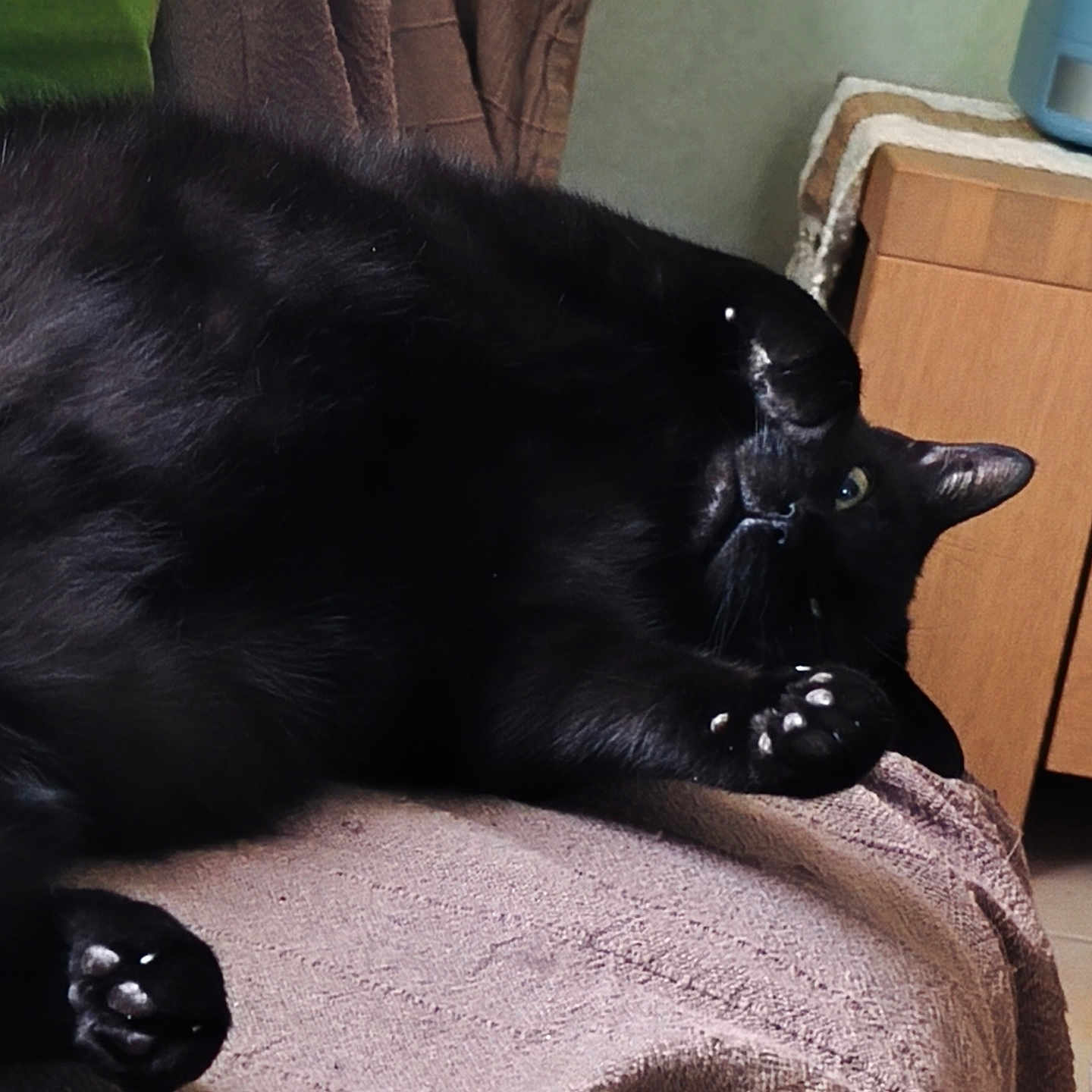 Halloween a rejoint le concours — aidez-le/la à gagner de superbes lots ! black_cat, cat, feline, pet, animal, lying_down, lounging, upside_down, paws, claws, whiskers, green_eyes, black_fur, shiny_fur, indoor, chair, cushion, blanket, home, relaxed