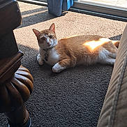 Atticus joined the competition — help win amazing prizes! cat, ginger_cat, indoor, carpet, sunlight, window, glass_door, curtain, furniture, wood, pet, animal, relaxing, sunbeam, collar, floor, domestic_cat, home, resting, cozy