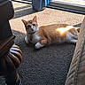 cat, ginger_cat, indoor, carpet, sunlight, window, glass_door, curtain, furniture, wood, pet, animal, relaxing, sunbeam, collar, floor, domestic_cat, home, resting, cozy