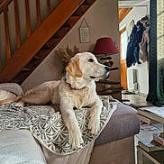 Alya a rejoint le concours — aidez-le/la à gagner de superbes lots ! dog, golden_retriever, couch, blanket, living_room, stairs, lamp, doorway, natural_light, floor_tiles, curtains, coat_rack, home_interior, pet, animal, relaxed, indoor, furniture, wood, decor