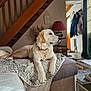 dog, golden_retriever, couch, blanket, living_room, stairs, lamp, doorway, natural_light, floor_tiles, curtains, coat_rack, home_interior, pet, animal, relaxed, indoor, furniture, wood, decor