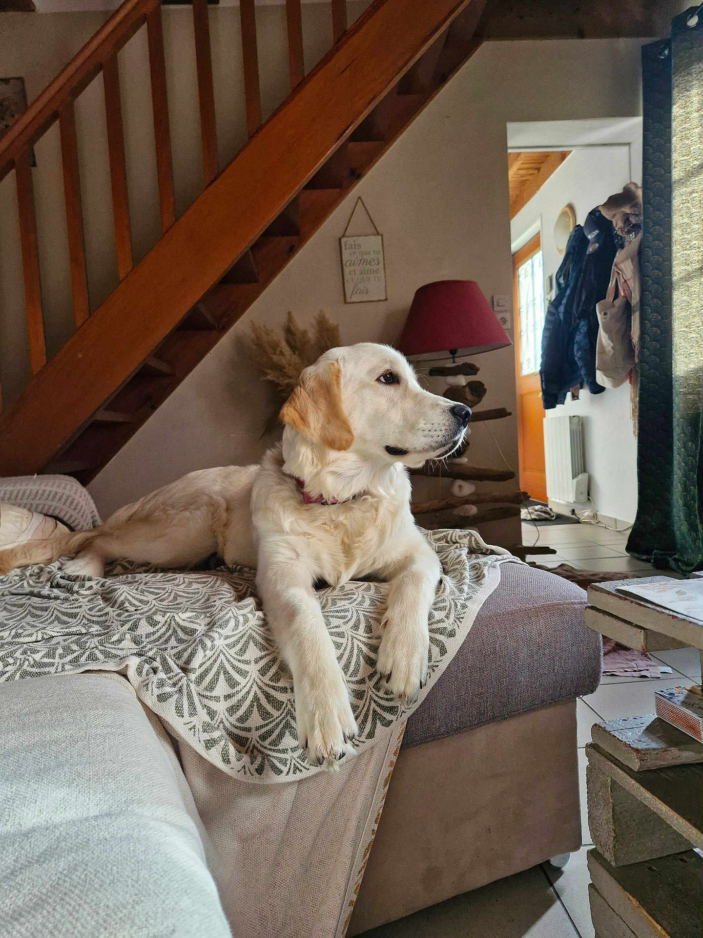 Alya a rejoint le concours — aidez-le/la à gagner de superbes lots ! dog, golden_retriever, couch, blanket, living_room, stairs, lamp, doorway, natural_light, floor_tiles, curtains, coat_rack, home_interior, pet, animal, relaxed, indoor, furniture, wood, decor