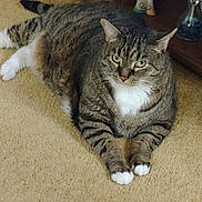Buddy is registered to the contest to win money with this photo: cat, tabby, white_paws, carpet, indoor, pet, feline, animal, cute, relaxed, lying_down, fur, whiskers, ears, domestic_cat, eyes, resting, household, mammal, tabby_stripes