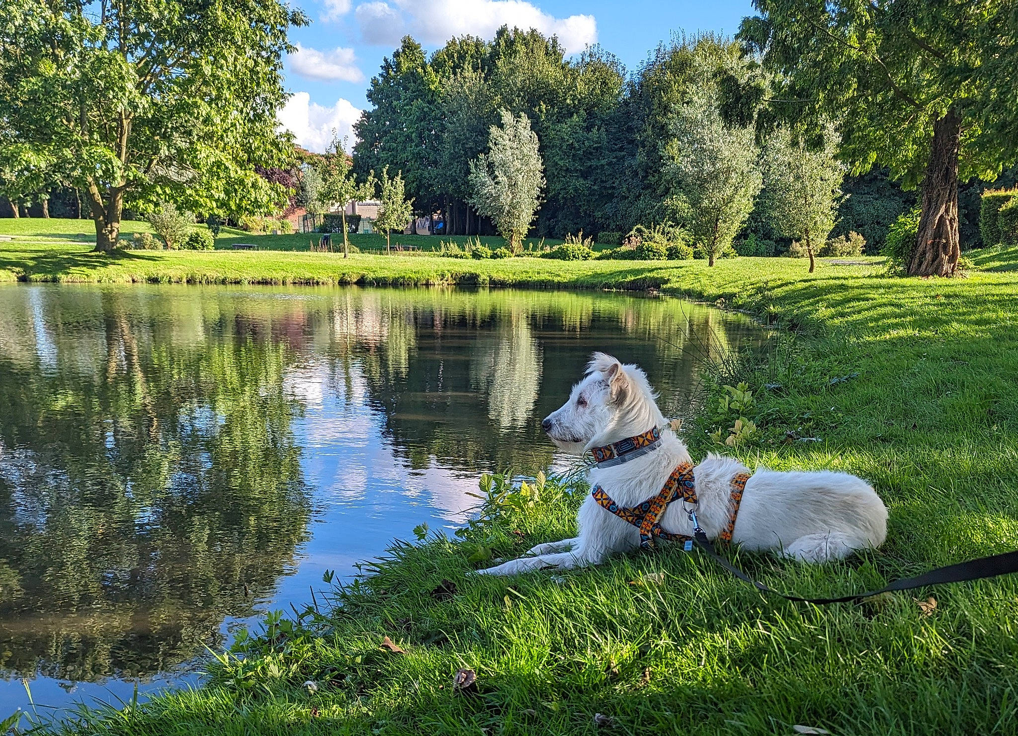 Ekoï a rejoint le concours — aidez-le/la à gagner de superbes lots ! bank, carnivore, cloud, companion_dog, dog, dog_breed, grass, lacustrine_plain, lake, landscape, leisure, natural_landscape, people_in_nature, plant, sky, tree, water, water_resources, watercourse, working_animal