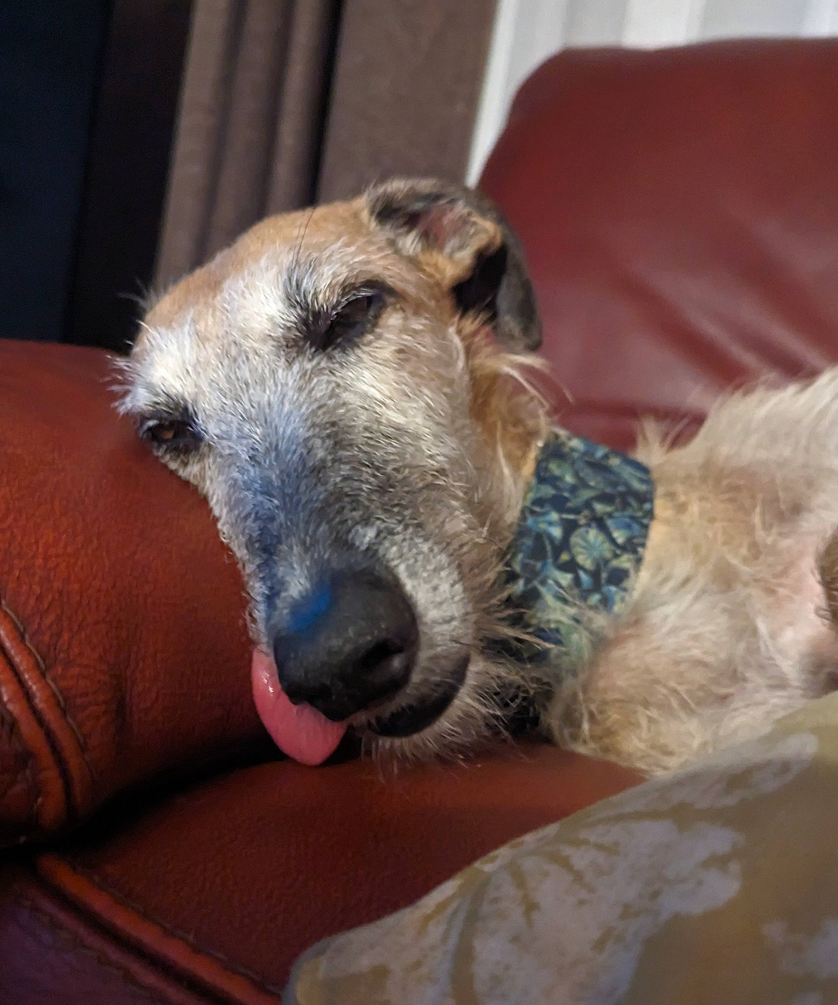 Texas participe au concours pour gagner de l'argent avec cette photo : canidae, carnivore, collar, comfort, companion_dog, dog, dog_breed, fawn, fur, magyar_agar, non_sporting_group, rampur_greyhound, sighthound, snout, sporting_group, terrestrial_animal, whiskers, working_animal