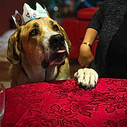 Hades a rejoint le concours — aidez-le/la à gagner de superbes lots ! dog, large_dog, paper_crown, disney, party, paw, paw_on_table, tongue, table, red_tablecloth, spoons, person_arm, living_room, couch, bokeh, portrait, pet, brown_white_fur, expression, celebration