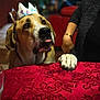 dog, large_dog, paper_crown, disney, party, paw, paw_on_table, tongue, table, red_tablecloth, spoons, person_arm, living_room, couch, bokeh, portrait, pet, brown_white_fur, expression, celebration