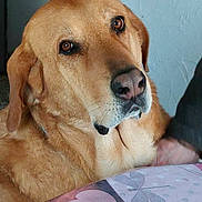Lina a rejoint le concours — aidez-le/la à gagner de superbes lots ! dog, golden_retriever, indoor, tablecloth, heart_pattern, pet, canine, brown_fur, closeup, portrait, animal, domestic, looking_up, whiskers, snout, ears, friendly, companionship, home, curious