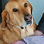 dog, golden_retriever, indoor, tablecloth, heart_pattern, pet, canine, brown_fur, closeup, portrait, animal, domestic, looking_up, whiskers, snout, ears, friendly, companionship, home, curious