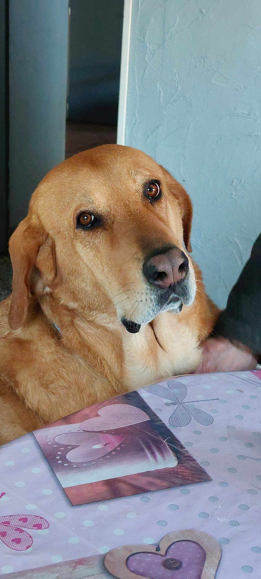 Lina a rejoint le concours — aidez-le/la à gagner de superbes lots ! dog, golden_retriever, indoor, tablecloth, heart_pattern, pet, canine, brown_fur, closeup, portrait, animal, domestic, looking_up, whiskers, snout, ears, friendly, companionship, home, curious