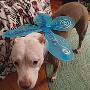 Blanca Bleu joined the competition — help win amazing prizes! dog, pet, costume, fairy_wings, indoor, carpet, blanket, brown, white, curious, animal, floor, wood_floor, decor, collar, ears, four_legs, closeup, household, cute