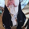 dog, hoodie, clothing, pet, indoor, wooden_floor, dog_bed, white_dog, sitting, looking_up, casual_wear, chain_collar, black_hoodie, drawstrings, floor, furniture_leg, domestic_animal, cute, portrait, animal