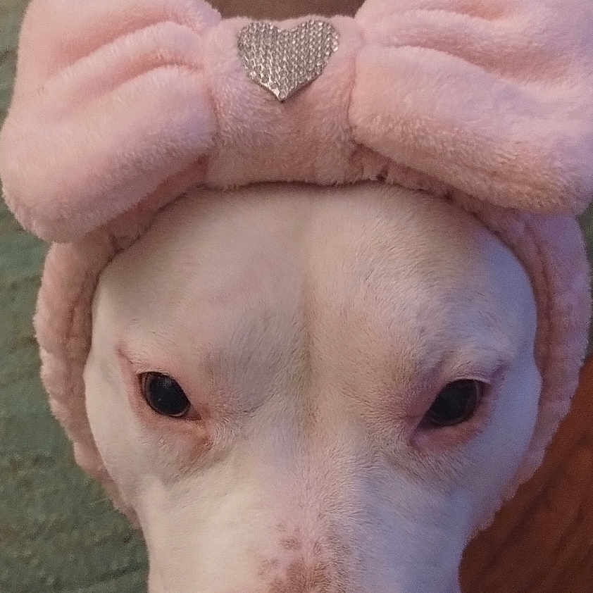 Blanca Bleu joined the competition — help win amazing prizes! dog, pet, animal, close_up, headband, pink, bow, heart, cute, indoor, floor, carpet, expression, face, fur, portrait, looking, brown, white, adorable