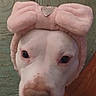 Blanca Bleu joined the competition — help win amazing prizes! dog, pet, animal, headband, pink, heart, fluffy, cute, indoor, floor, rug, closeup, portrait, mammal, looking_up, adorable, domestic_animal, nose, ears, face