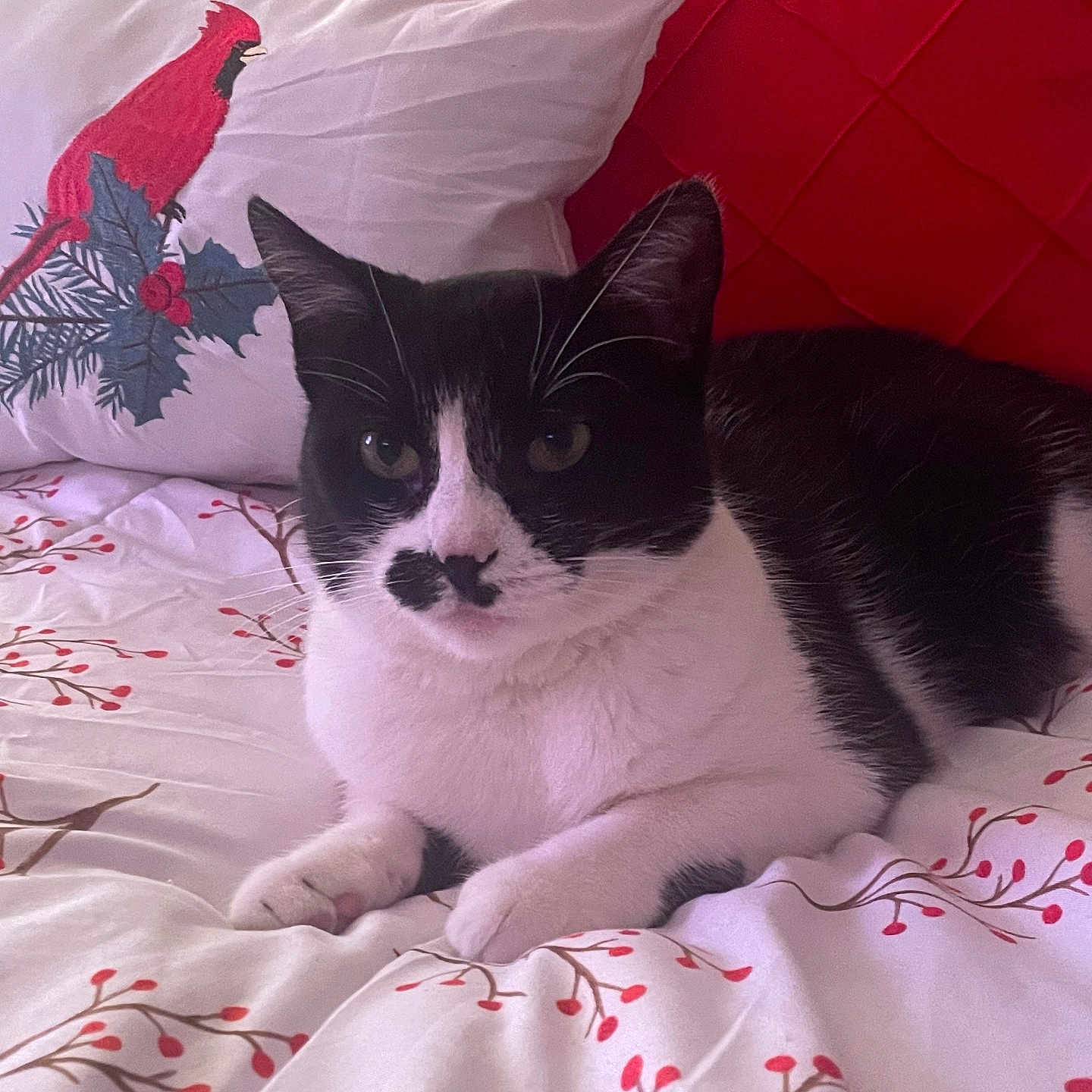 Bella is registered to the contest to win money with this photo: animal, bed, bedroom, bedsheet, blanket, cat, couch, cushion, furniture, homedecor, indoors, kitten, manx, person, pet, pillow, quilt, room, sleeping