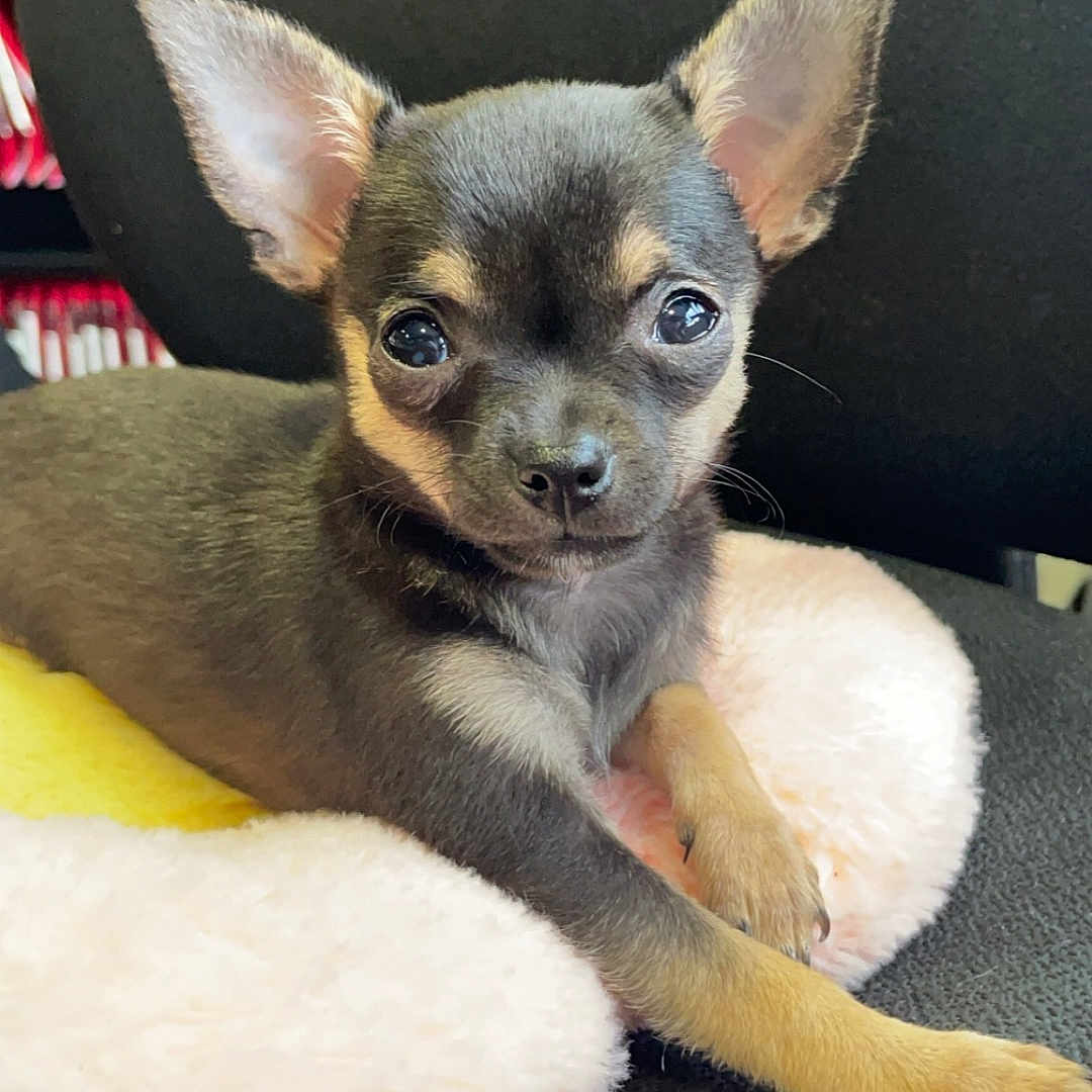 Chanel participe au concours pour gagner de l'argent avec cette photo : animal, canine, cat, chihuahua, cockerspaniel, cushion, dog, homedecor, hound, papillon, pet, puppy, whitedog