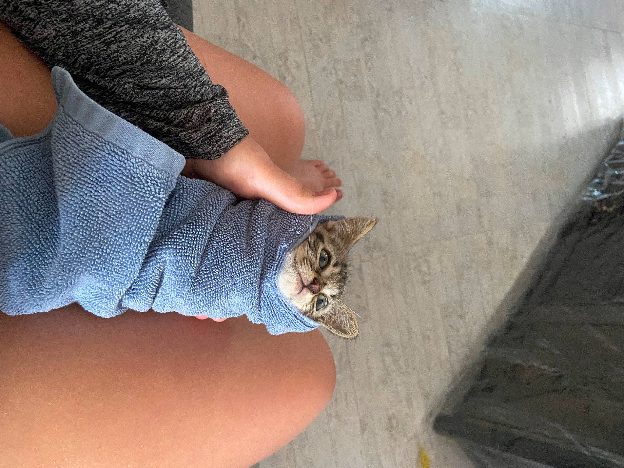 Baby is registered to the contest to win money with this photo: carnivore, cat, denim, domestic_short_haired_cat, fawn, felidae, finger, foot, fur, grey, human_leg, knee, nail, small_to_medium_sized_cats, tail, terrestrial_animal, thigh, whiskers, wood, wrist