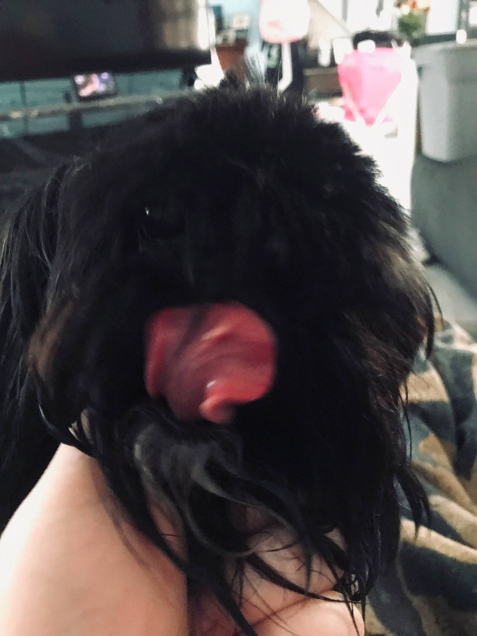 Princess joined the competition — help win amazing prizes! bangs, brown_hair, companion_dog, ear, eyelash, eyewear, fashion_accessory, fashion_design, flesh, fur, hair_accessory, hair_coloring, jaw, lace_wig, layered_hair, liver, long_hair, selfie, step_cutting, wig