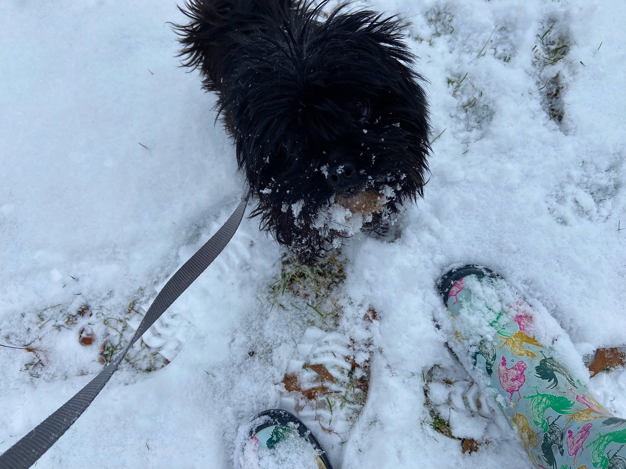 Princess joined the competition — help win amazing prizes! carnivore, companion_dog, dog, dog_breed, dog_collar, dog_supply, foot, freezing, fur, grass, precipitation, snow, sporting_group, tail, toy_dog, tree, winter, working_animal, working_dog