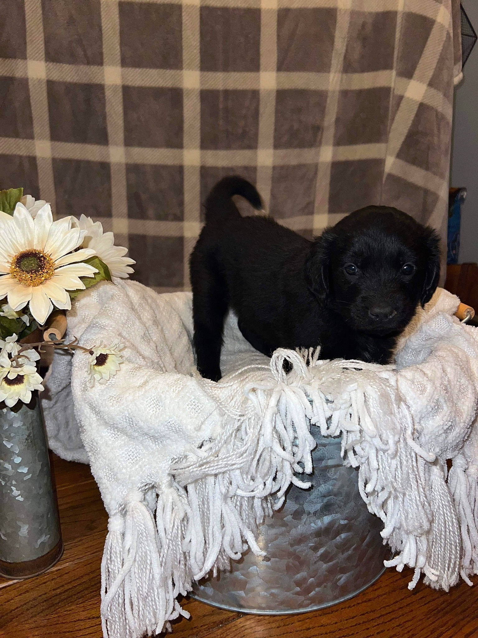 Luna joined the competition — help win amazing prizes! artificial_flower, carnivore, companion_dog, dog, dog_breed, dog_supply, flower, flower_arranging, flowerpot, fur, grey, hardwood, liver, petal, plant, sporting_group, tail, terrestrial_animal, vase, working_animal