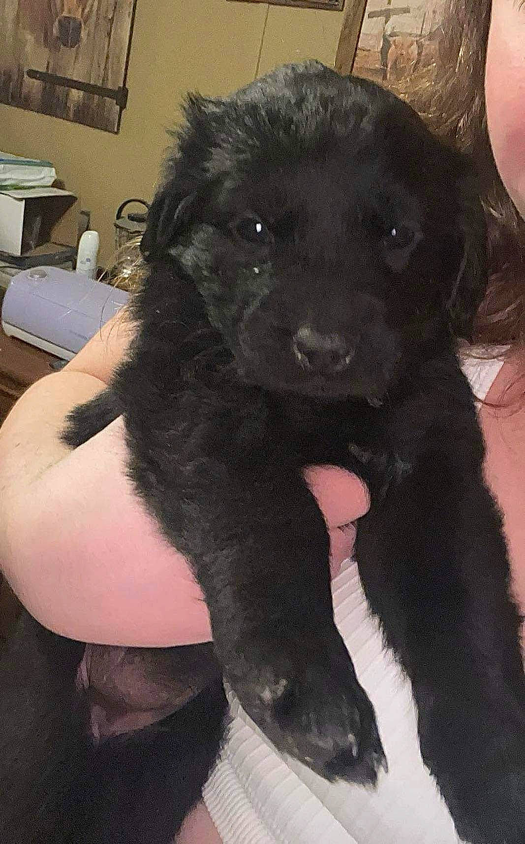 Luna joined the competition — help win amazing prizes! carnivore, companion_dog, dog, dog_breed, fur, paw, puppy, snout, tail, terrestrial_animal, terrier, toy_dog, whiskers, working_animal