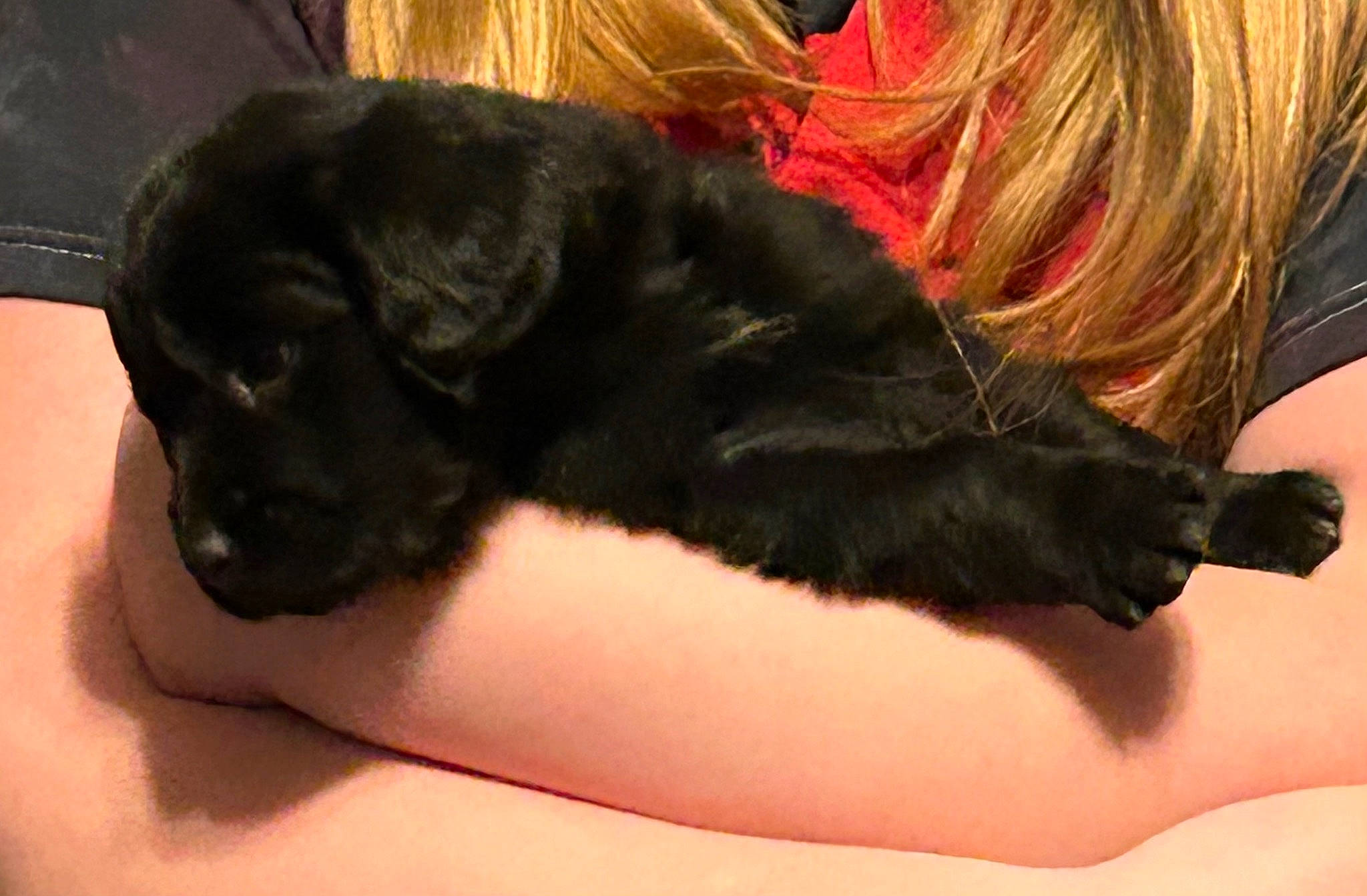 Luna joined the competition — help win amazing prizes! canidae, carnivore, claw, comfort, companion_dog, dog, dog_breed, fawn, foot, gesture, human_leg, liver, nail, paw, snout, sporting_group, tail, thigh, toe, working_animal