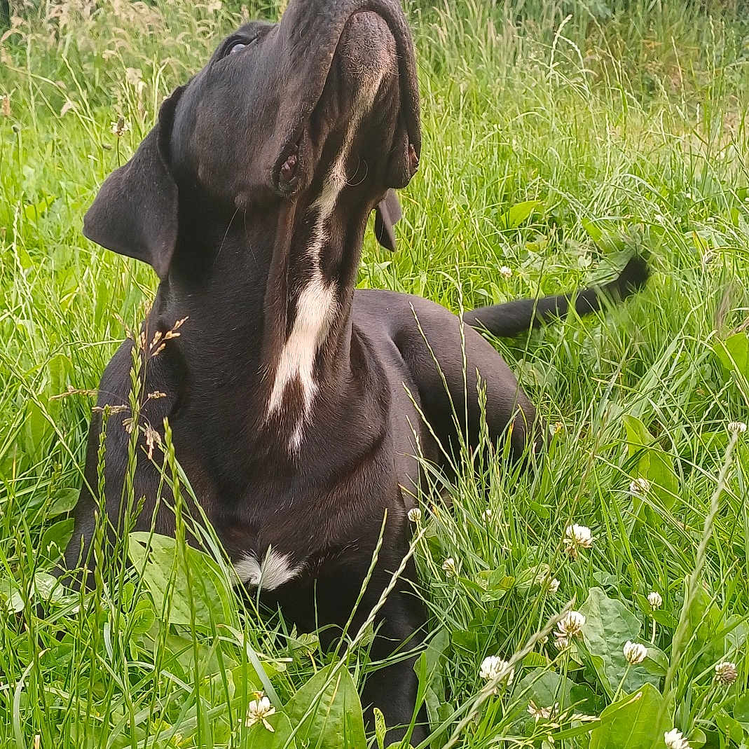 Vegas participe au concours pour gagner de l'argent avec cette photo : animal, black_dog, canine, clover, daylight, dog, flowers, grass, greenery, looking_up, lying_down, meadow, nature, outdoor, pet, plants, snout, summer, tail, white_patch
