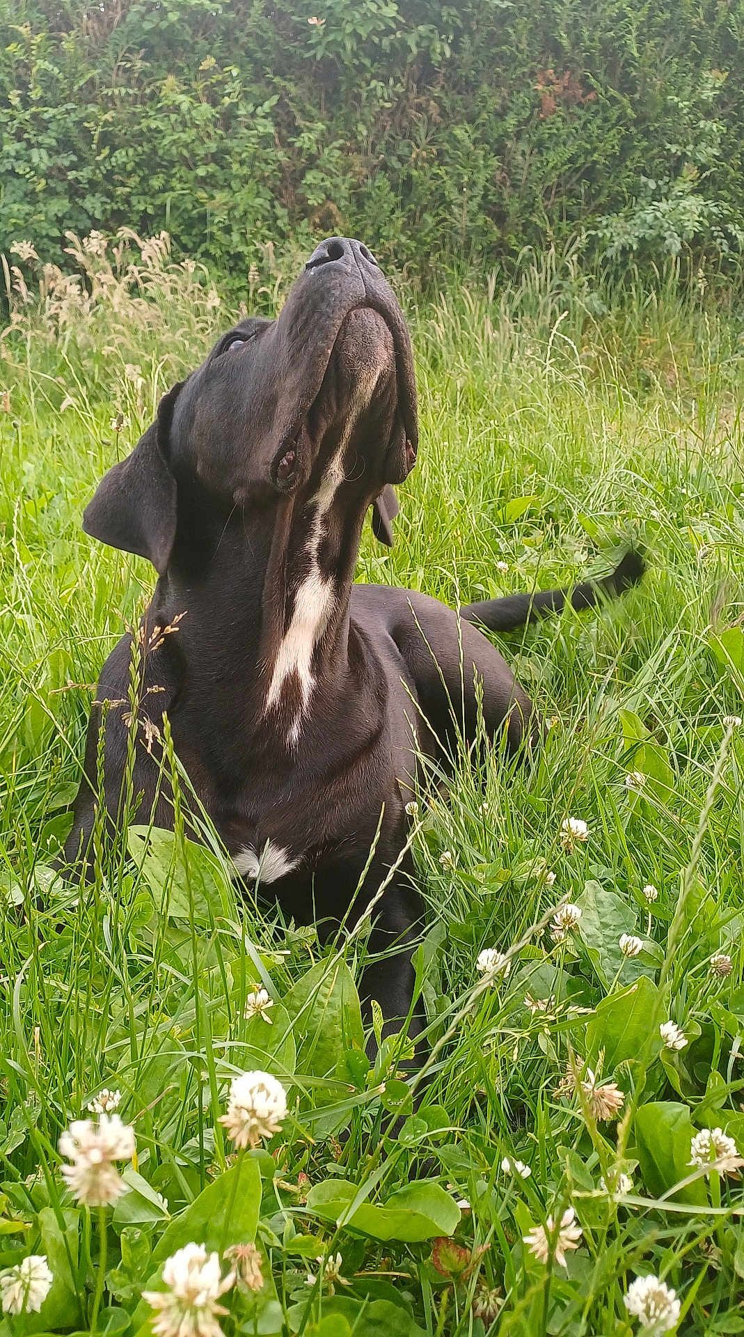 Vegas participe au concours pour gagner de l'argent avec cette photo : dog, black_dog, white_patch, grass, flowers, clover, meadow, outdoor, nature, greenery, canine, lying_down, looking_up, tail, plants, summer, daylight, animal, pet, snout
