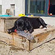 Vegas a rejoint le concours — aidez-le/la à gagner de superbes lots ! dog, puppy, black_dog, chewing, plastic_bottle, wooden_platform, outdoor, sunny, house, window, shadow, fur, pet, animal, playful, daylight, construction, ground, relaxing, tongue