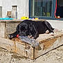 dog, puppy, black_dog, chewing, plastic_bottle, wooden_platform, outdoor, sunny, house, window, shadow, fur, pet, animal, playful, daylight, construction, ground, relaxing, tongue