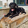 Vegas a rejoint le concours — aidez-le/la à gagner de superbes lots ! dog, black_dog, tongue_out, wooden_platform, outdoor, sunlight, house, glass_door, concrete, shadow, pet, paw, resting, happy, daytime, building, construction_material, animal, canine, relaxing