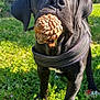 dog, black_dog, pinecone, grass, outdoor, nature, greenery, sunlight, closeup, pet, canine, animal, playing, daytime, trees, background_blur, snout, ears, collar, paws
