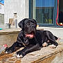 Vegas a rejoint le concours — aidez-le/la à gagner de superbes lots ! dog, black_dog, outdoor, wooden_platform, building, window, sunlight, panting, relaxed, pet, animal, daylight, concrete, glass, reflection, sky, construction, puppy, tongue_out, resting