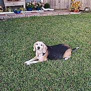 Rose is registered to the contest to win money with this photo: dog, beagle, grass, lawn, garden, flowers, plants, potted_plants, outdoor, yard, house, window, wooden_fence, pet, animal, canine, relaxed, daylight, nature, summer
