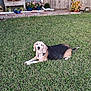 dog, beagle, grass, lawn, garden, flowers, plants, potted_plants, outdoor, yard, house, window, wooden_fence, pet, animal, canine, relaxed, daylight, nature, summer