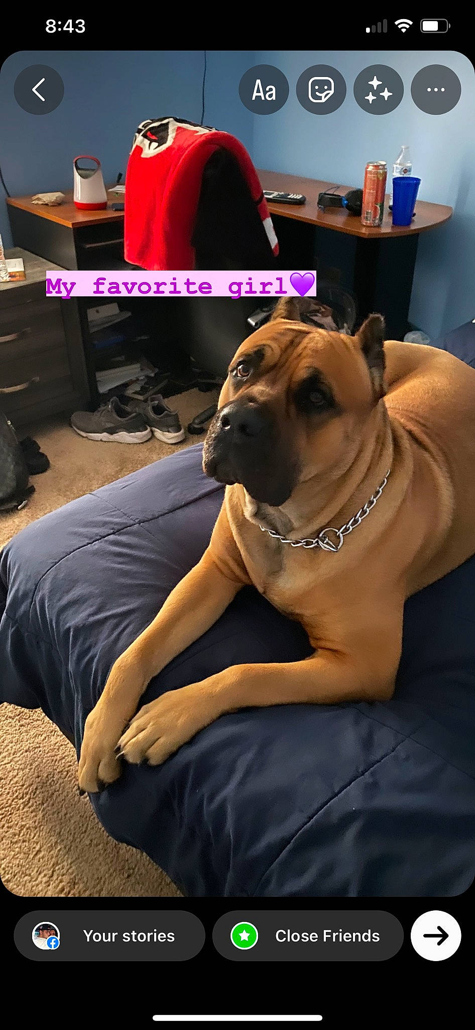 Mila joined the competition — help win amazing prizes! backpack, bag, canidae, carnivore, chair, collar, comfort, companion_dog, dog, dog_breed, dog_collar, dog_supply, fawn, flooring, human_leg, luggage_and_bags, snout, sporting_group, thigh, working_animal