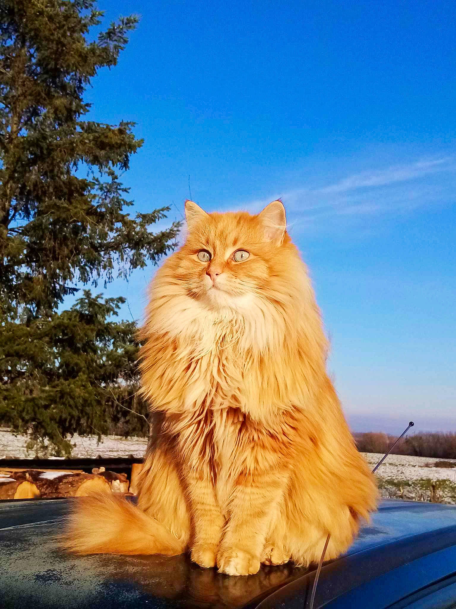 Pollux participe au concours pour gagner de l'argent avec cette photo : blue, british_longhair, carnivore, cat, cloud, electric_blue, fawn, felidae, fur, grass, plant, road_surface, sky, small_to_medium_sized_cats, snout, tail, tree, trunk, whiskers, wood