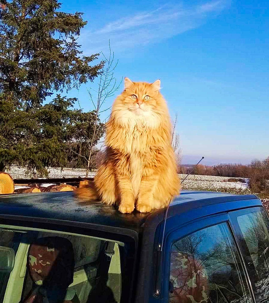 Pollux participe au concours pour gagner de l'argent avec cette photo : automotive_exterior, automotive_lighting, car, carnivore, cat, cloud, fawn, felidae, morning, motor_vehicle, plant, sky, small_to_medium_sized_cats, tail, tints_and_shades, tree, vehicle, vehicle_door, whiskers, wood