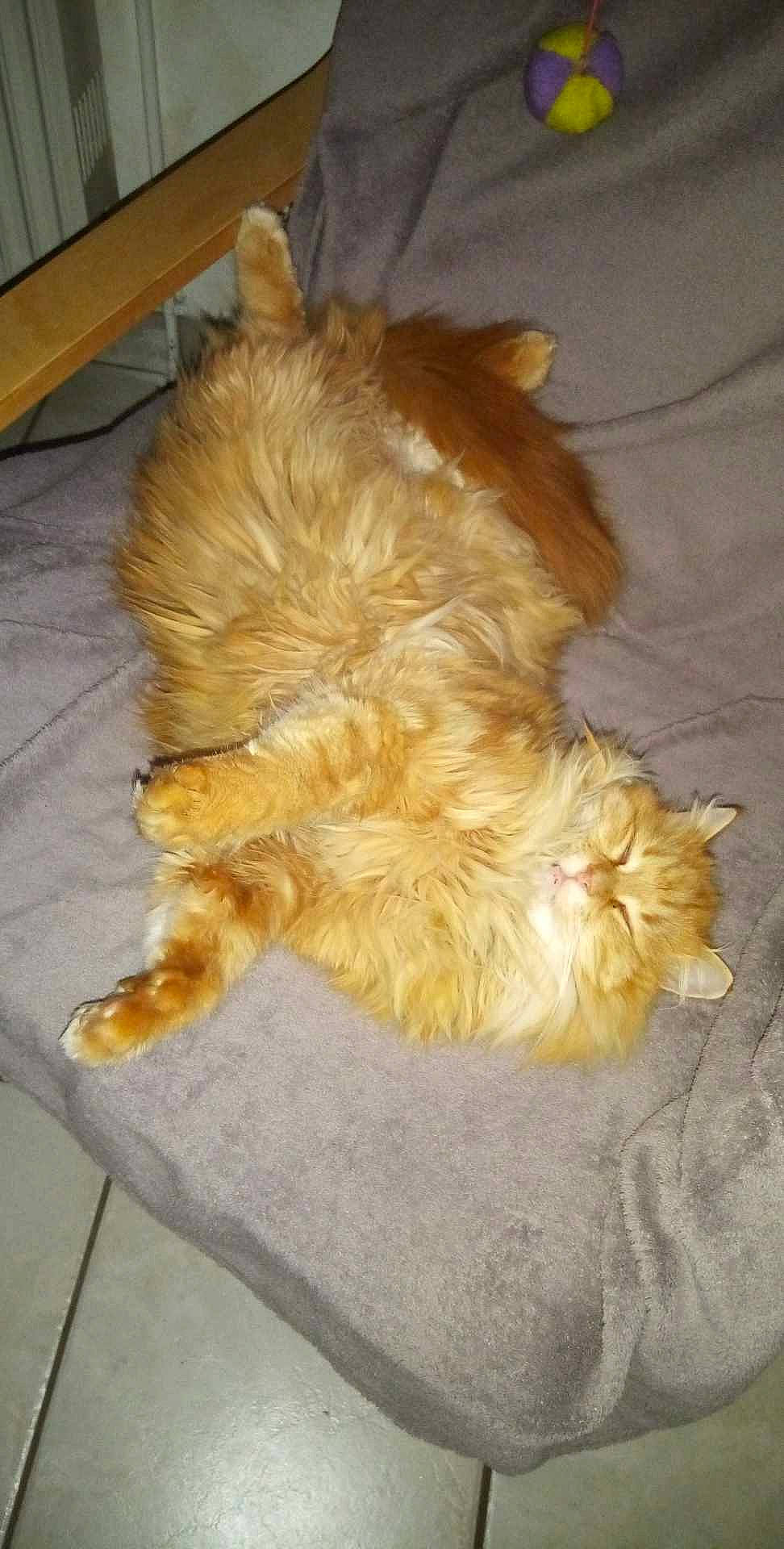 Pollux participe au concours pour gagner de l'argent avec cette photo : canidae, carnivore, claw, comfort, companion_dog, dog, dog_breed, fawn, felidae, flooring, fur, hardwood, liver, paw, small_to_medium_sized_cats, sporting_group, tail, terrier, whiskers, wood