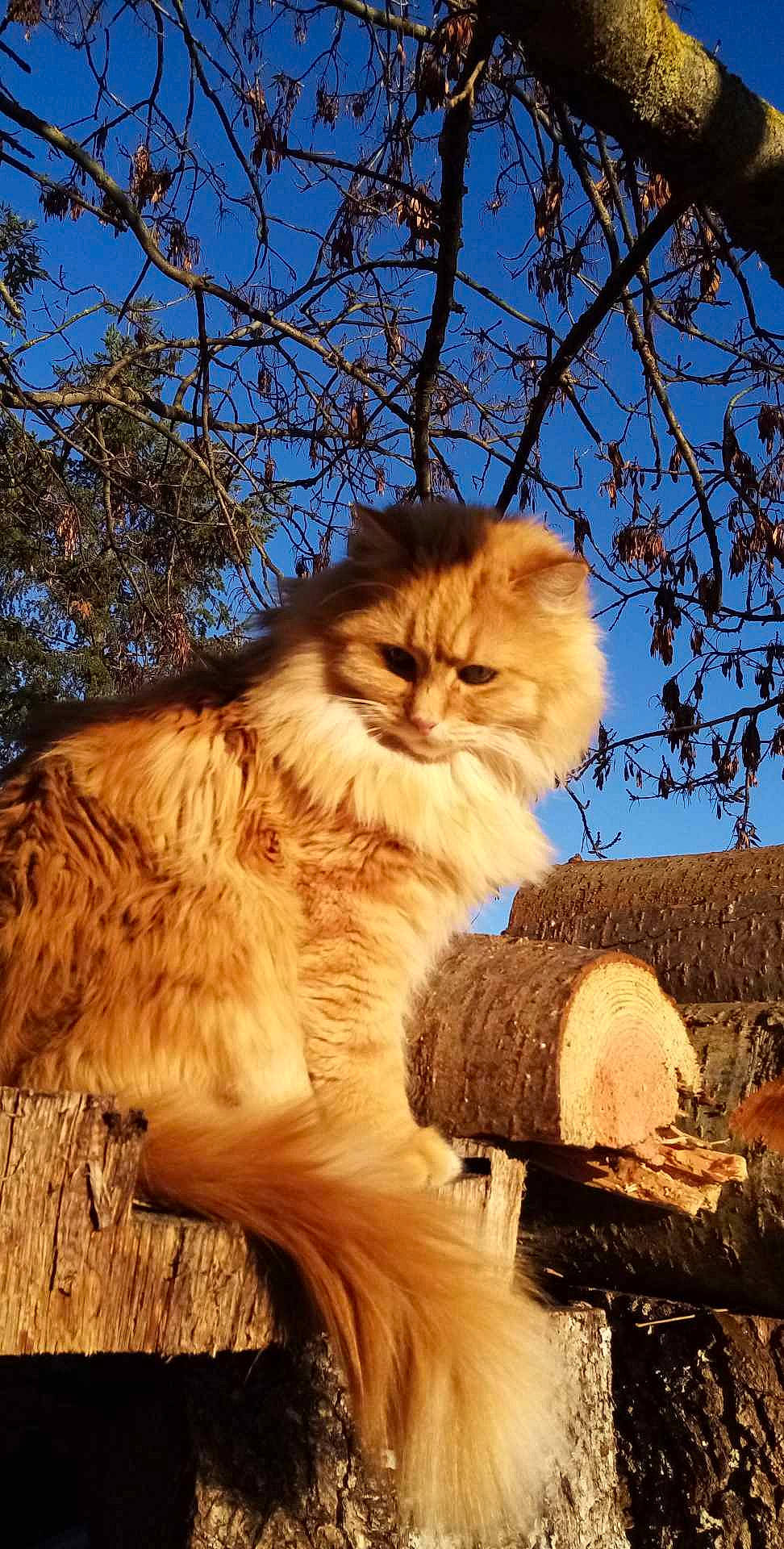 Pollux a rejoint le concours — aidez-le/la à gagner de superbes lots ! british_longhair, carnivore, cat, fawn, felidae, fur, grass, plant, sky, small_to_medium_sized_cats, snout, tail, terrestrial_animal, tree, trunk, whiskers, wildlife, window, wood