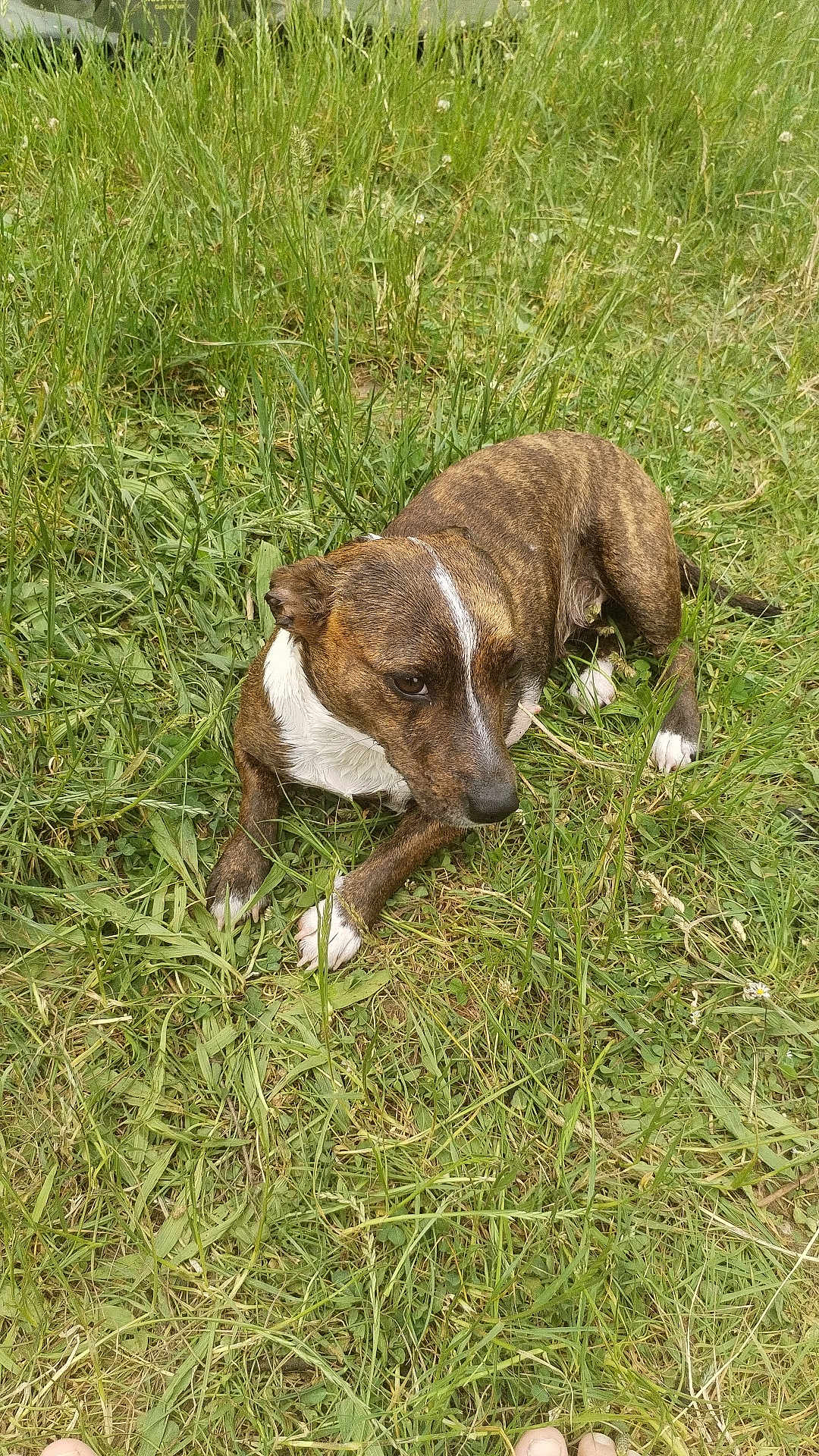 Ukcy a rejoint le concours — aidez-le/la à gagner de superbes lots ! dog, canine, brindle, white_chest, white_paws, grass, lawn, outdoor, sitting, resting, looking_away, muzzle, ears, short_hair, pet, paw, nature, backyard, sleepy, human_toes