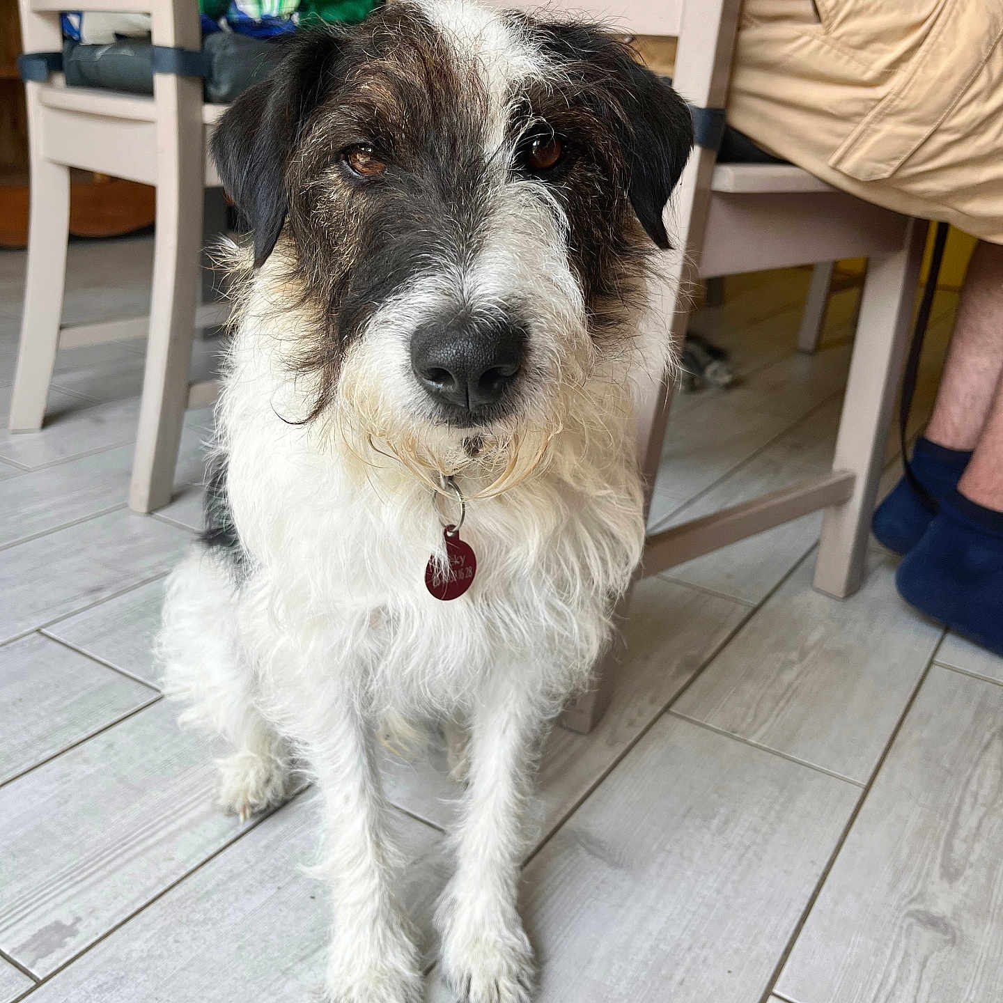 Ricki participe au concours pour gagner de l'argent avec cette photo : accessories, animal, canine, chair, clothing, diningtable, dog, footwear, furniture, hardwood, pants, person, pet, plywood, puppy, shoe, strap, table, terrier, wood