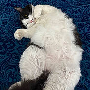 Olive joined the competition — help win amazing prizes! cat, fluffy, black_and_white, lying_down, relaxed, pet, animal, feline, soft, bed, blanket, patterned, tail, whiskers, cute, domestic, portrait, playful, indoor, resting