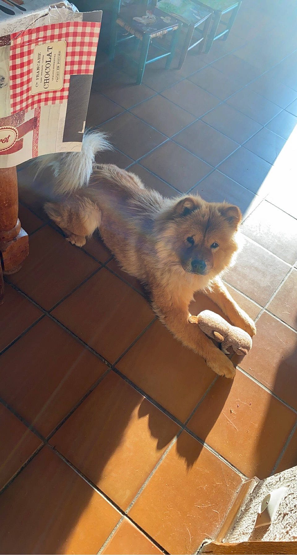 Piña participe au concours pour gagner de l'argent avec cette photo : carnivore, companion_dog, dog_breed, fawn, felidae, floor, flooring, german_spitz, hardwood, paw, pomeranian, rodent, small_to_medium_sized_cats, snout, spitz, tail, terrier, toy_dog, whiskers, wood